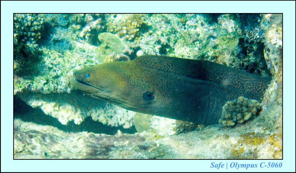 Redang - Snorkeling